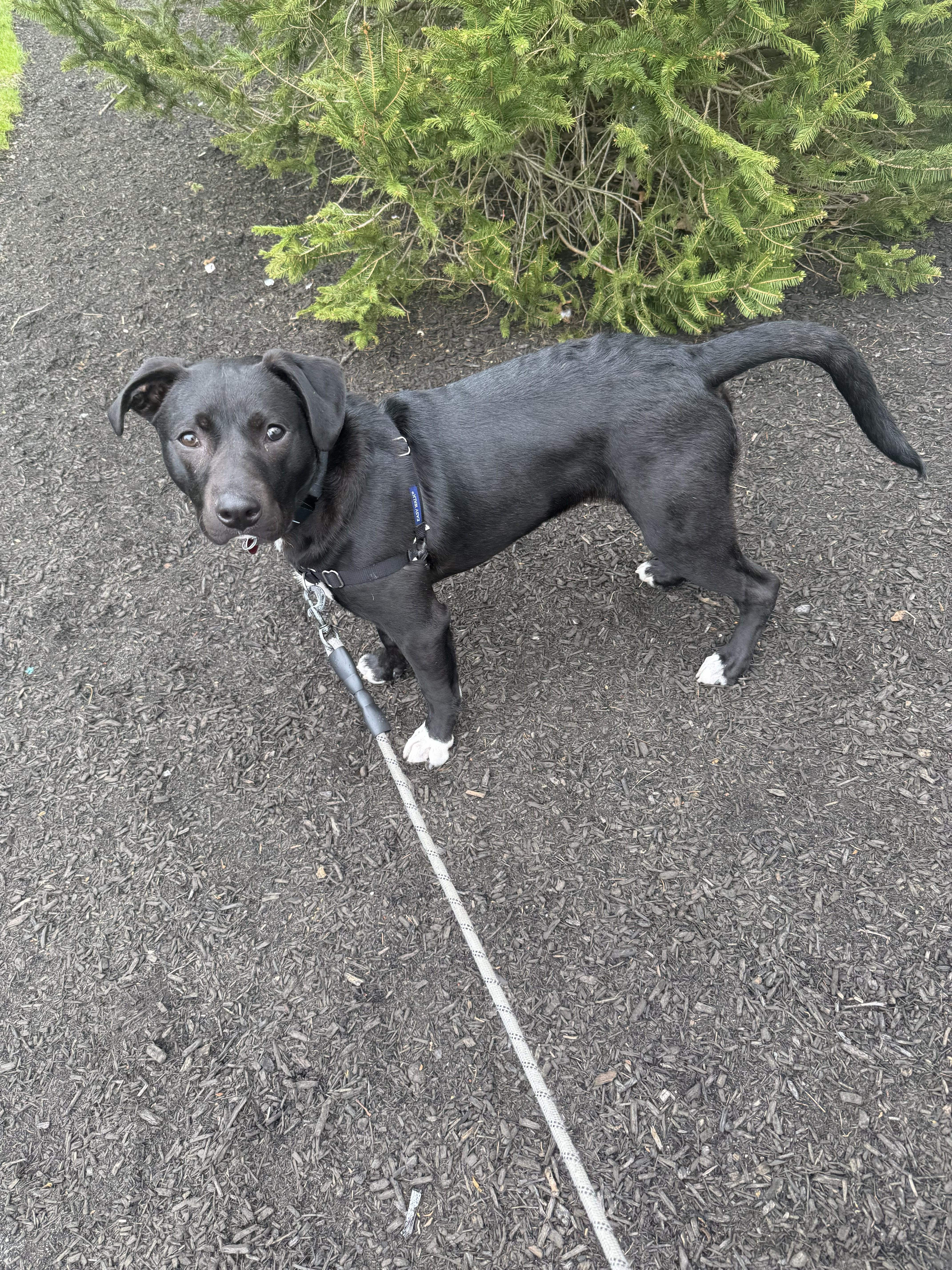 A baby medium-sized male Black Labrador Retriever dog named Governor Garland Local for adoption in Andover, MA