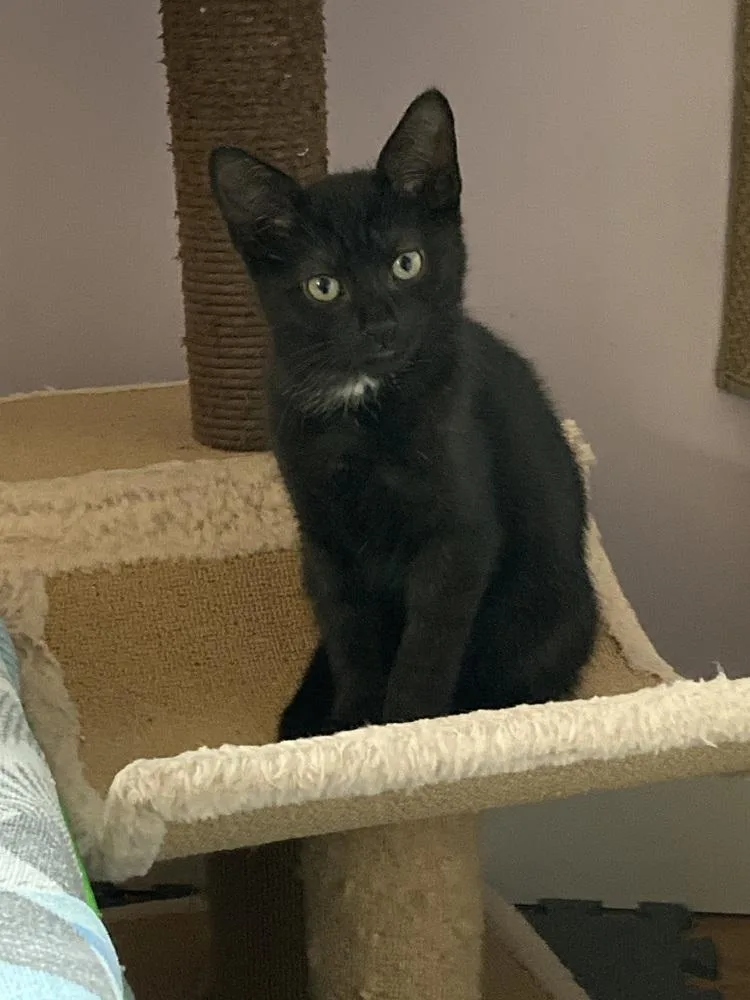 A baby small-sized female Domestic Short Hair cat named Betsy for adoption in Duxbury, MA