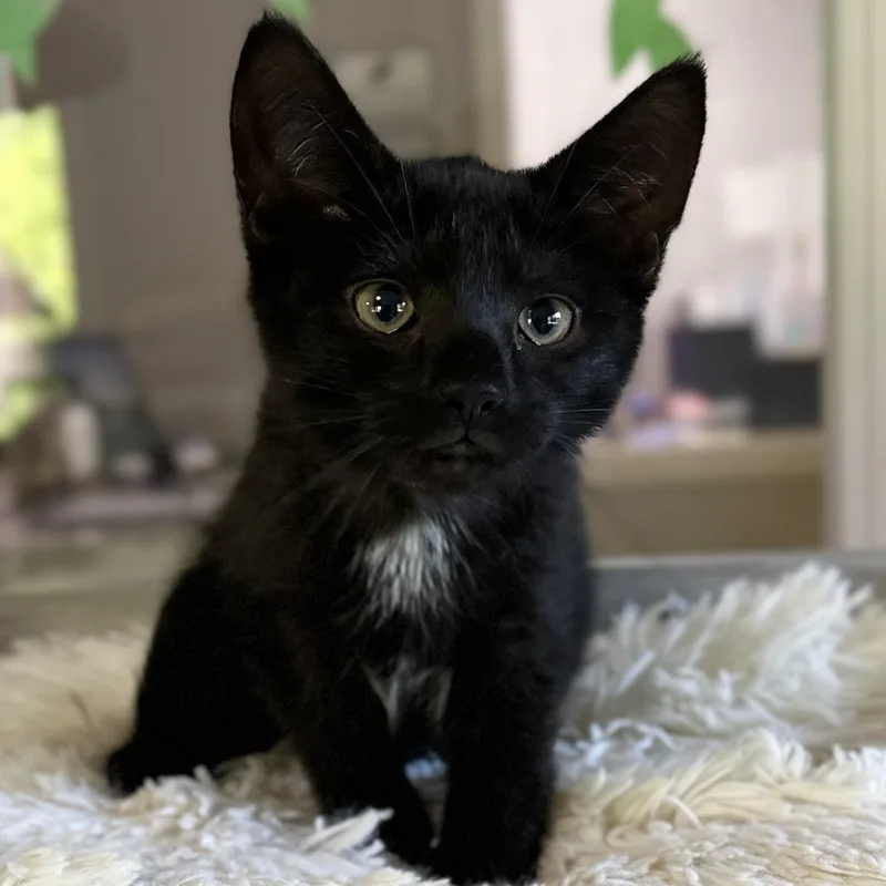 A baby medium-sized male Black Domestic Short Hair cat named Blair for adoption in Victor, NY