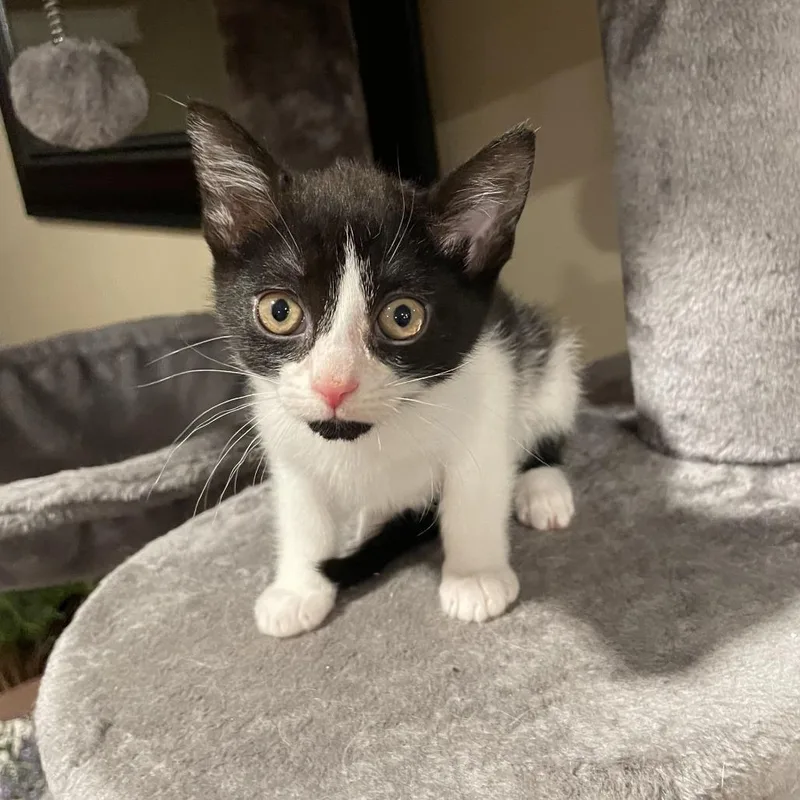 A baby small-sized female Black Domestic Short Hair cat named Flounder for adoption in Springboro, OH