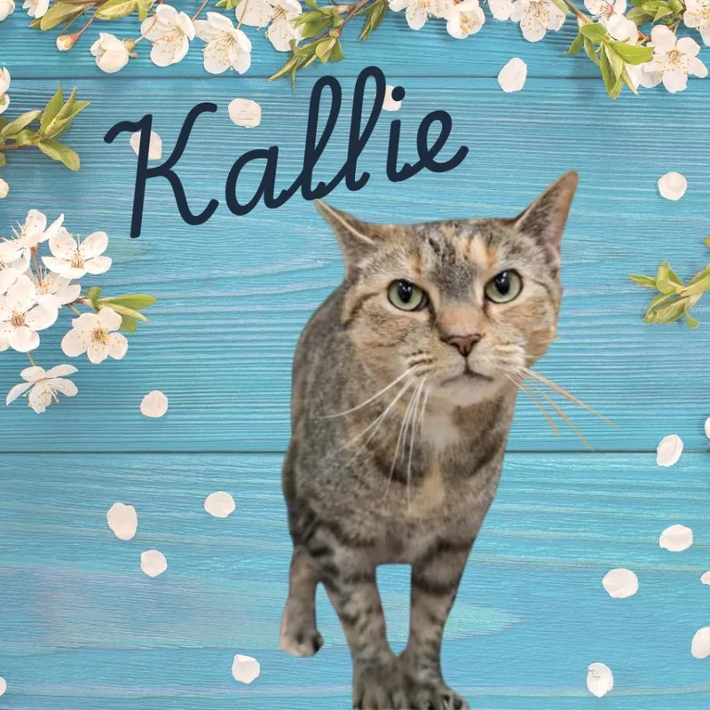 An adult large-sized female Torbie Domestic Short Hair cat named Kallie for adoption in Prince Frederick, MD