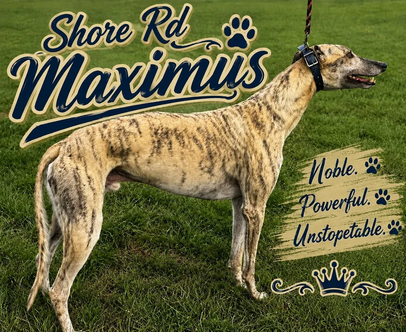 An adult large-sized male Greyhound dog named Shore Rd Maximus for adoption in North Port, FL
