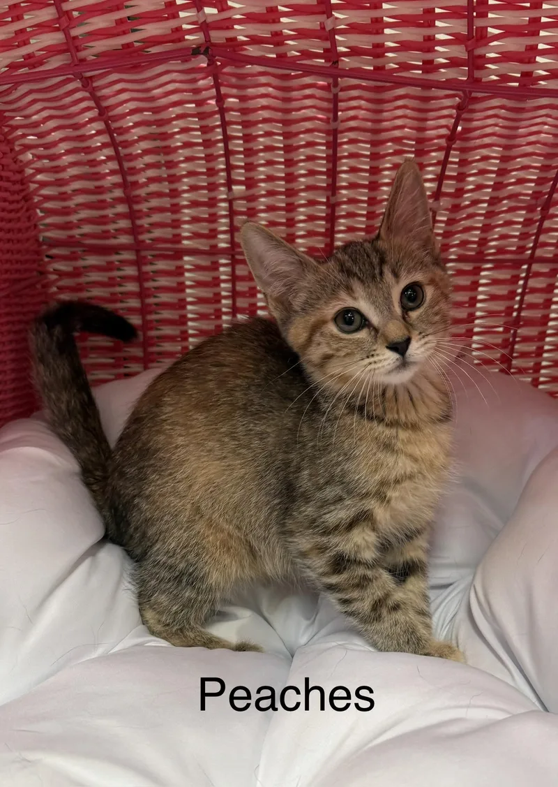 A baby medium-sized female Tabby (Brown / Chocolate) Domestic Short Hair cat named Peaches for adoption in South Elgin, IL