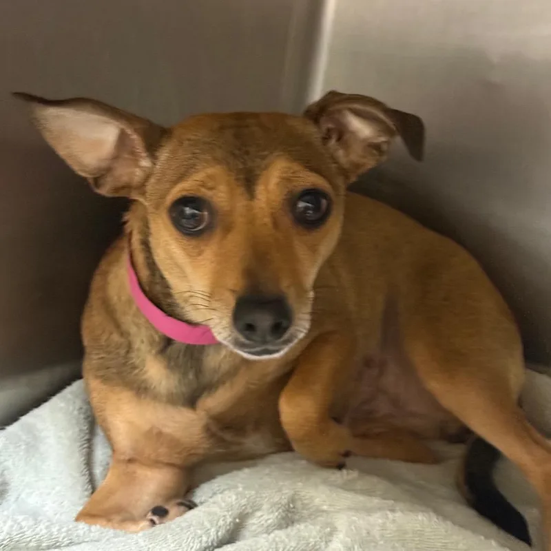 An adult small-sized female Brown / Chocolate Mixed Breed dog named Chichi for adoption in Chattanooga, TN