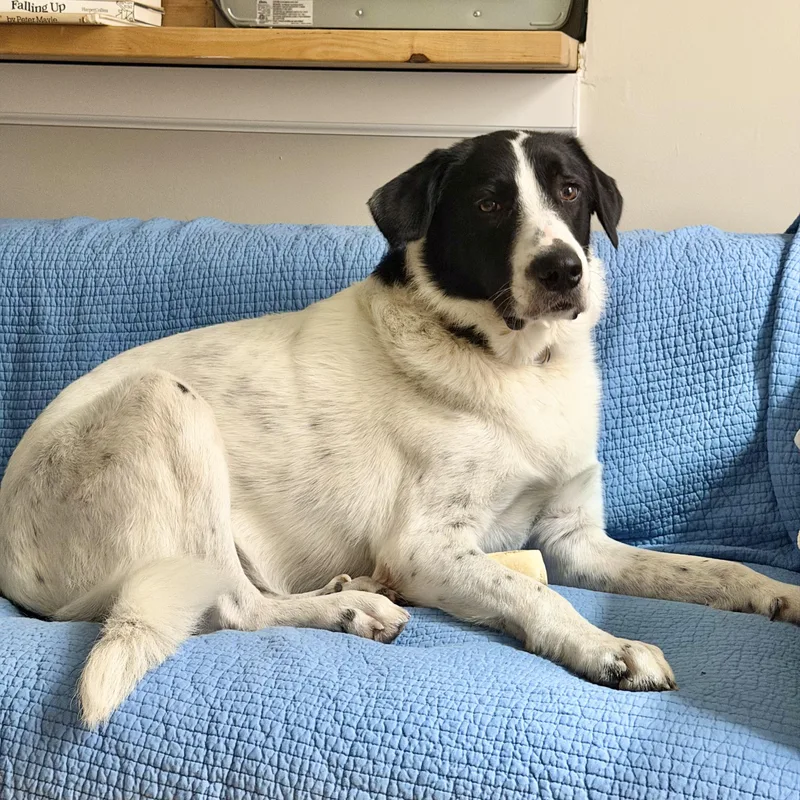 A young large-sized female White / Cream Great Pyrenees dog named Judy Jude for adoption in New York, NY