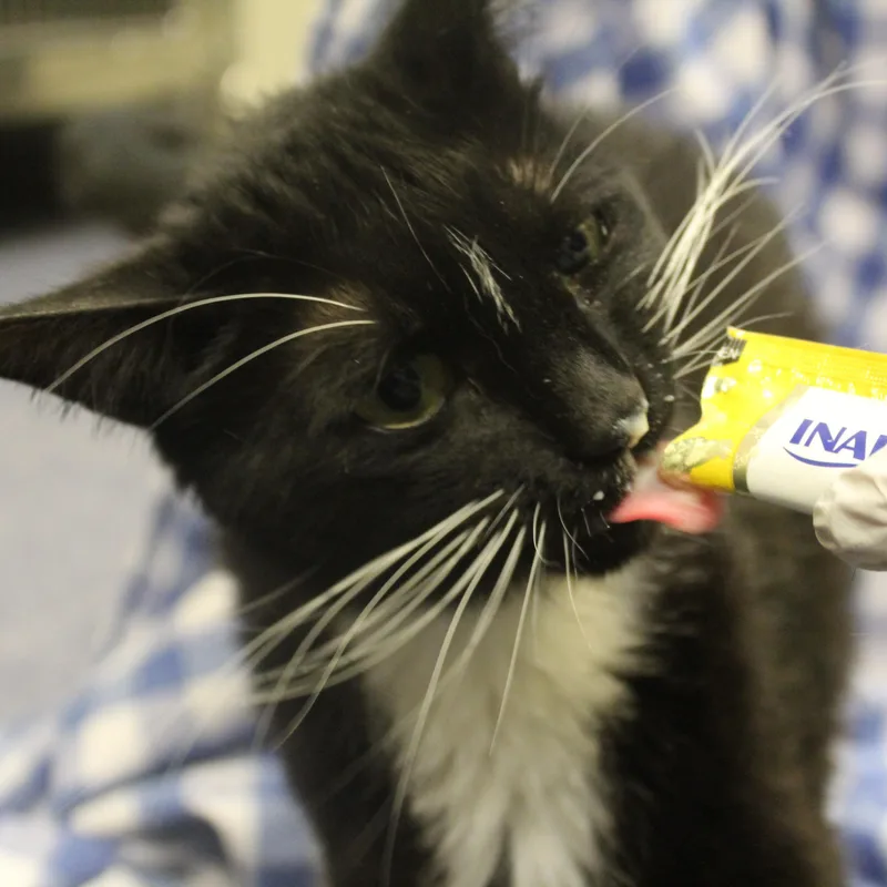 A young medium-sized female Black & White / Tuxedo Domestic Short Hair cat named Cricket for adoption in Yucca Valley, CA