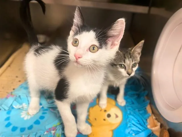 A baby small-sized male Domestic Short Hair cat named Nash for adoption in Fort Wayne, IN