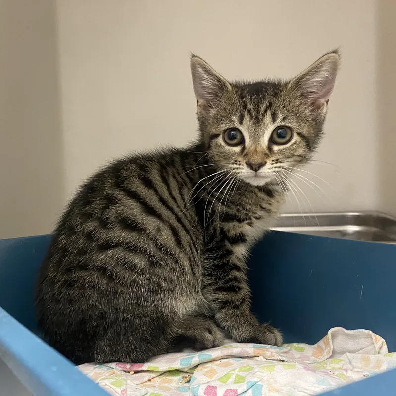 A baby small-sized male Tabby (Buff / Tan / Fawn) Domestic Short Hair cat named Flipflop for adoption in King George, VA
