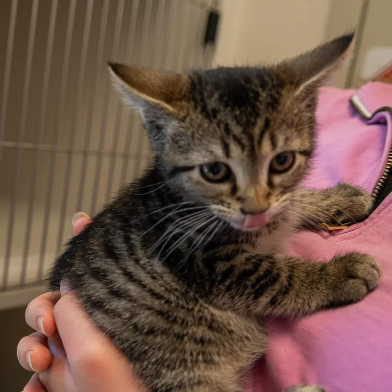 Flipflop thumbnail 2