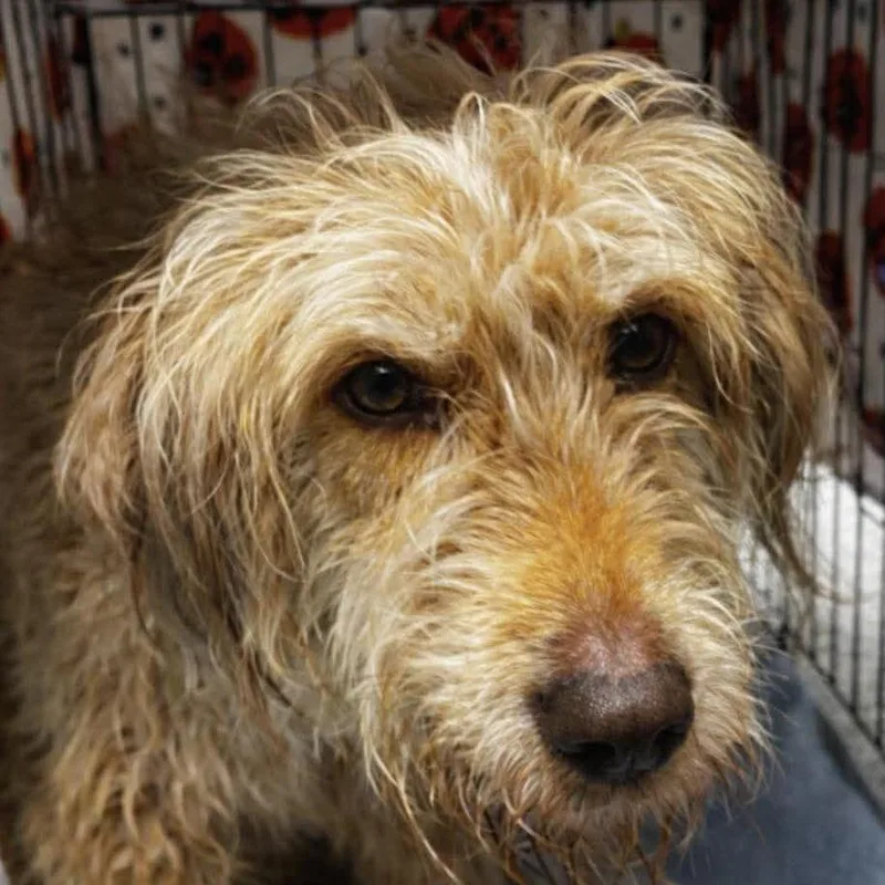 An adult small-sized female Airedale Terrier dog named Tuffy for adoption in Rogersville, MO