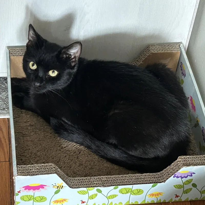 An adult medium-sized female Black Domestic Short Hair cat named Jeopardy for adoption in Brooklyn, NY