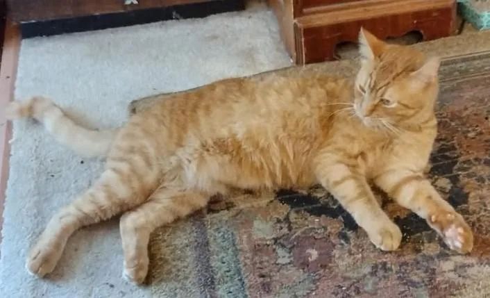 A young medium-sized male Tabby (Orange / Red) Tabby cat named Goldie for adoption in Nashville, TN