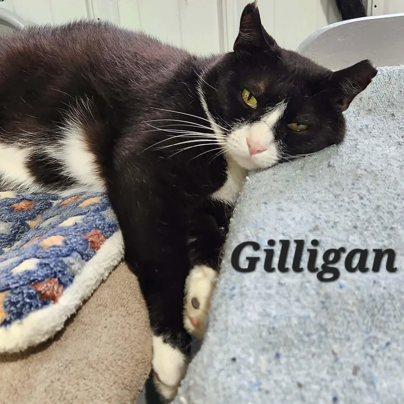 Gilligan thumbnail 2