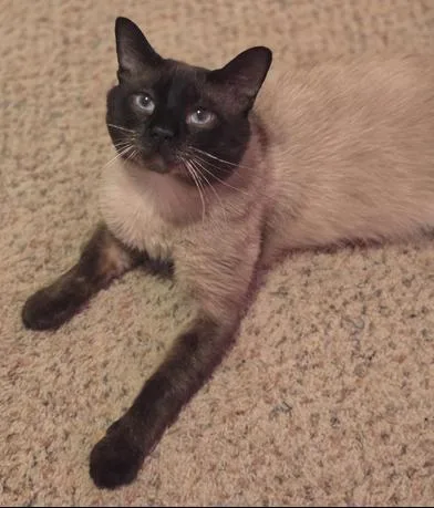 An adult medium-sized male Black Siamese cat named Carlos for adoption in Liverpool, TX