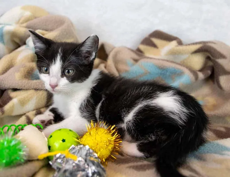 A baby medium-sized female Domestic Short Hair cat named Padme for adoption in Kennesaw, GA