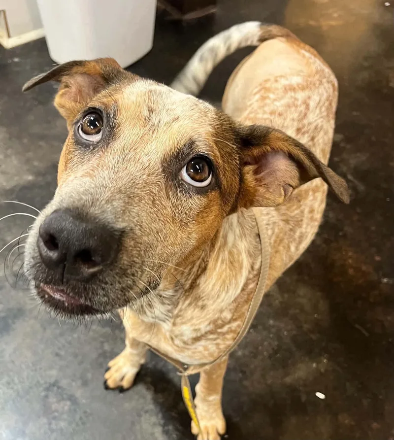A young medium-sized female Australian Cattle Dog / Blue Heeler dog named Willie Mae for adoption in Bradenton, FL