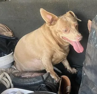 An adult small-sized female Chihuahua dog named Honey for adoption in San Antonio, TX