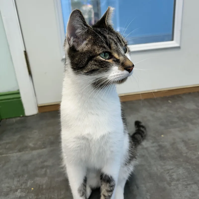 An adult medium-sized male Tabby cat named Waldo for adoption in Grand Rapids, MI