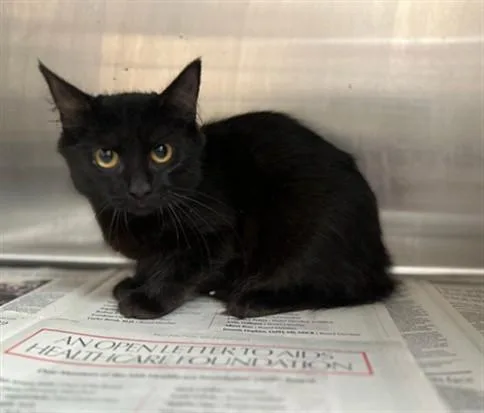 A young small-sized female Domestic Long Hair cat named Sara for adoption in Los Angeles, CA