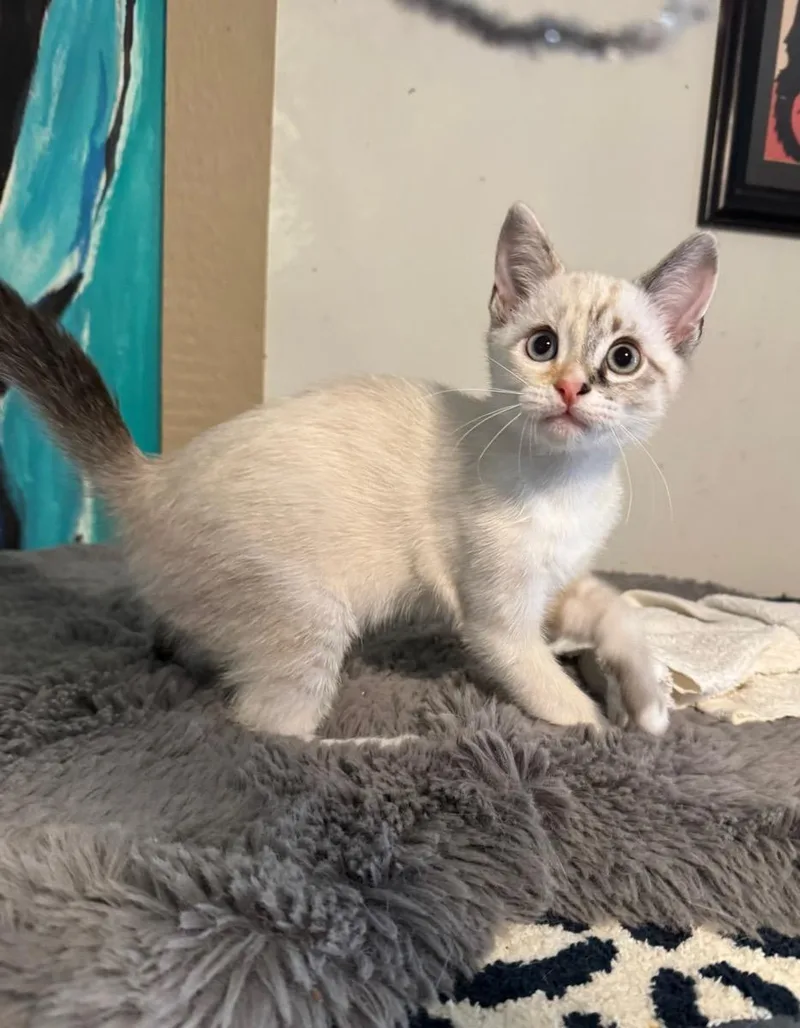 A young small-sized female Siamese cat named Sapphire for adoption in Temecula, CA