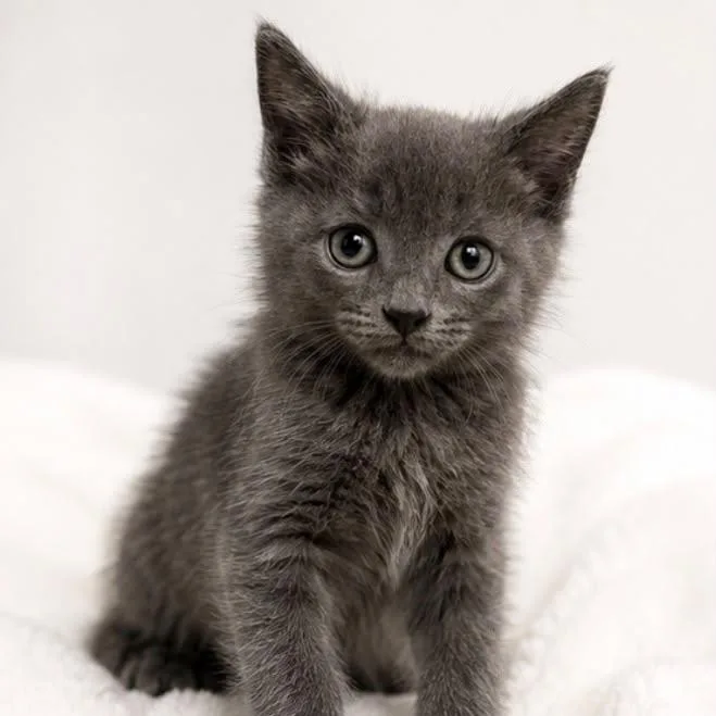 A baby medium-sized male Gray / Blue / Silver American Shorthair cat named June for adoption in miami, FL
