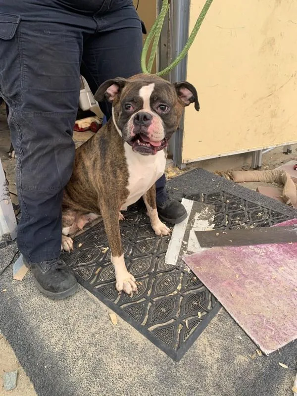 An adult medium-sized female Boxer dog named A for adoption in Salisbury, MD
