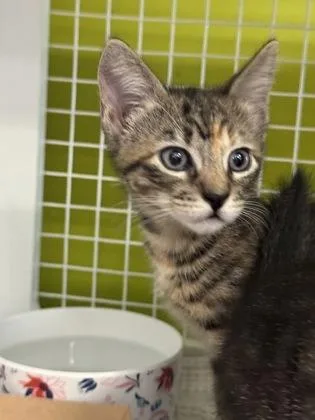 A baby small-sized female Domestic Short Hair cat named Rosie for adoption in Honolulu, HI