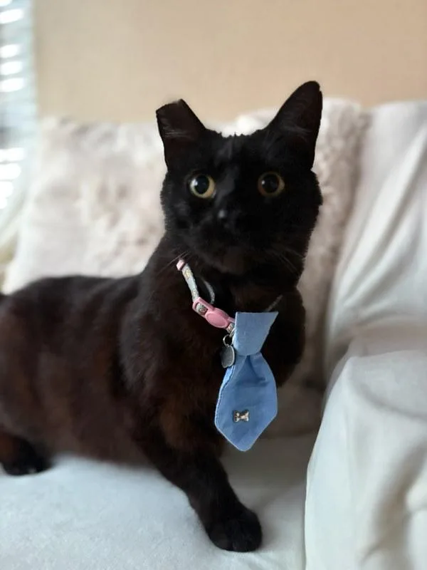 A senior medium-sized male Domestic Short Hair cat named Mr Electric Blue for adoption in Bonsall, CA
