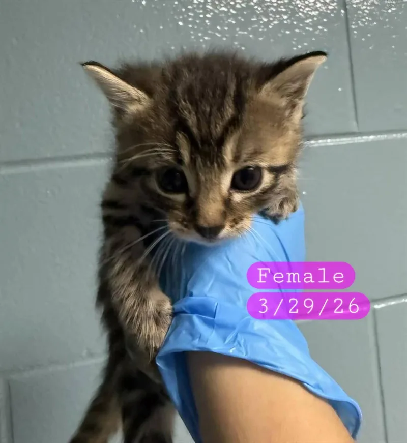 A baby medium-sized female Domestic Short Hair cat named Cocoa for adoption in Holbrook, NY