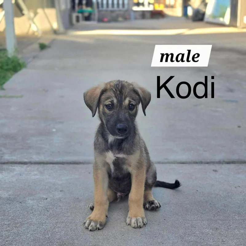 A baby medium-sized male Shepherd dog named Kodi for adoption in PLAINFIELD, CT