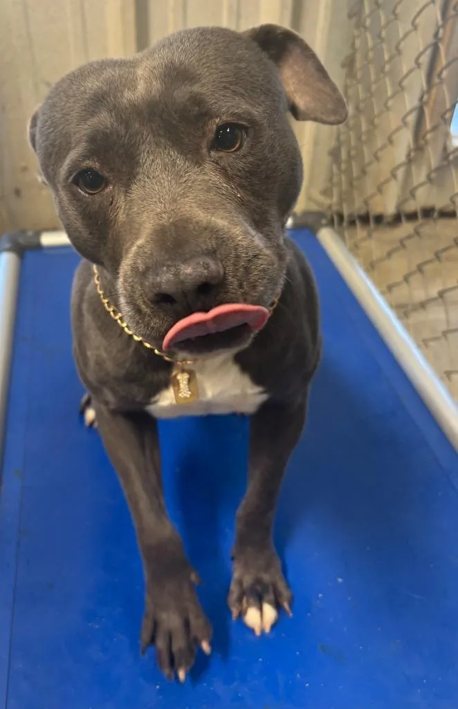 A young medium-sized female Pit Bull Terrier dog named Belle for adoption in McFarland, CA
