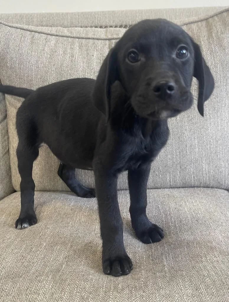 A baby medium-sized male Mixed Breed dog named Steve for adoption in Thousand Oaks, CA
