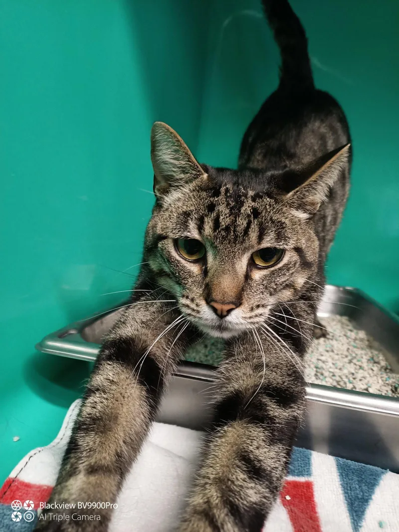 A young medium-sized male Domestic Short Hair cat named Zeke  Year Male for adoption in Sterling, MA