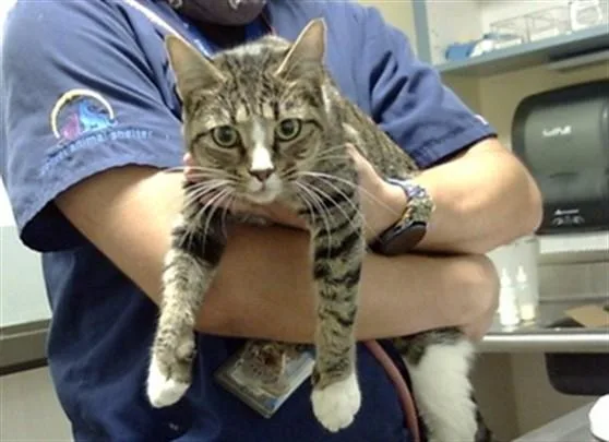 An adult small-sized female Domestic Short Hair cat named Yuumi for adoption in Denver, CO