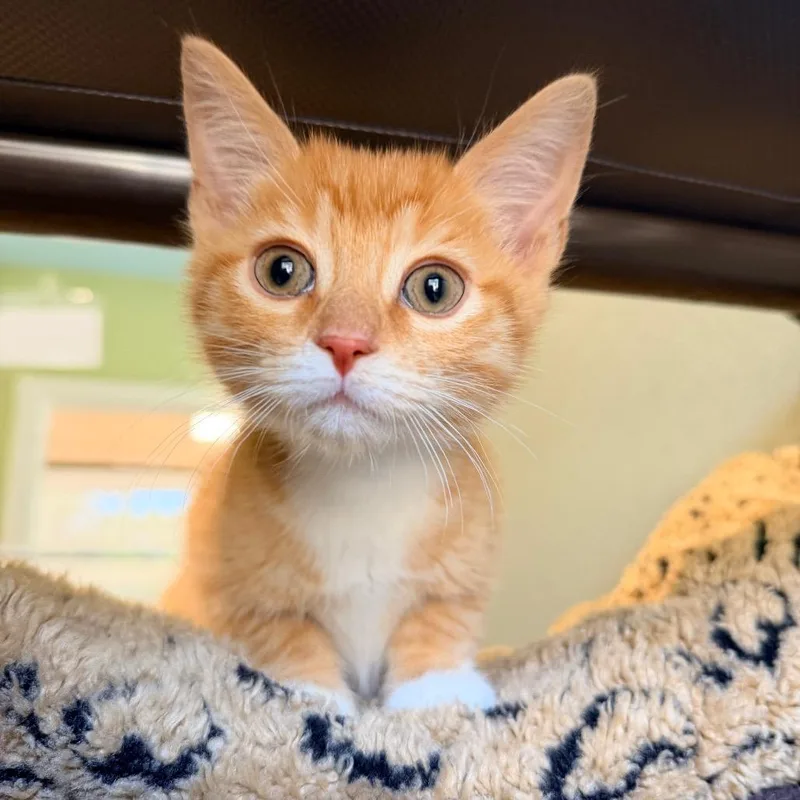 A baby small-sized male Orange / Red Domestic Short Hair cat named Cymbal for adoption in Kyle, TX