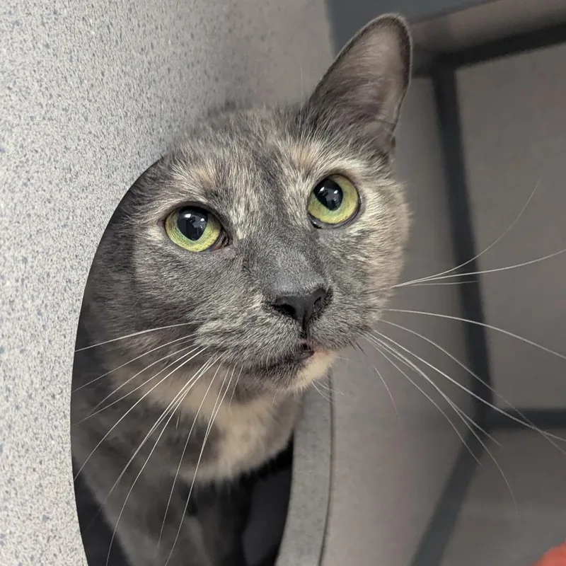 A senior large-sized female Tortoiseshell Domestic Short Hair cat named Daenerys for adoption in Evansville, IN