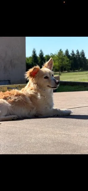 A baby small-sized female Corgi dog named Dolly for adoption in Lodi, CA