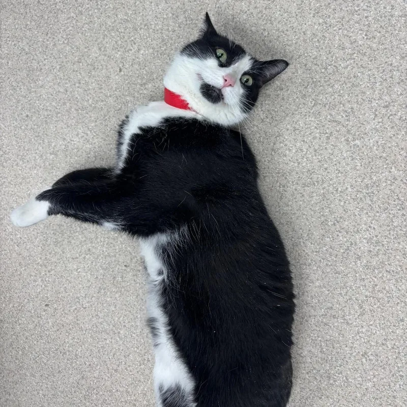 A senior large-sized female Black Domestic Short Hair cat named Binx for adoption in Evansville, IN