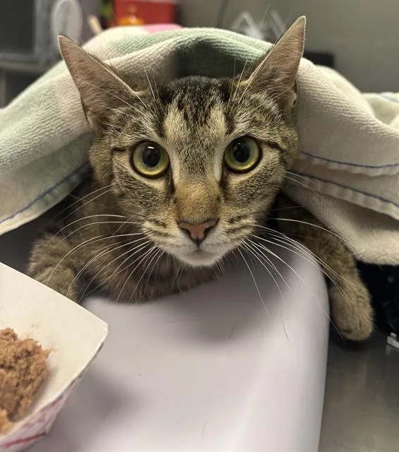 An adult small-sized female Domestic Short Hair cat named Bowsey for adoption in Indianapolis, IN