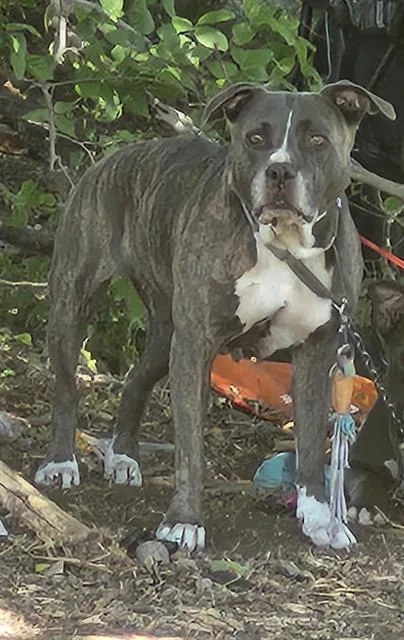 A young medium-sized female American Staffordshire Terrier dog named Bella for adoption in San Antonio, TX