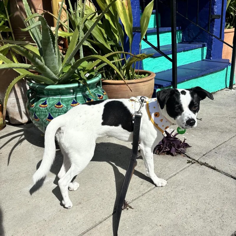 Elizabeth Taylor thumbnail 3