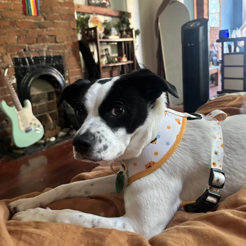 Elizabeth Taylor thumbnail 4