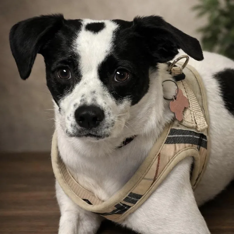 Elizabeth Taylor thumbnail 5