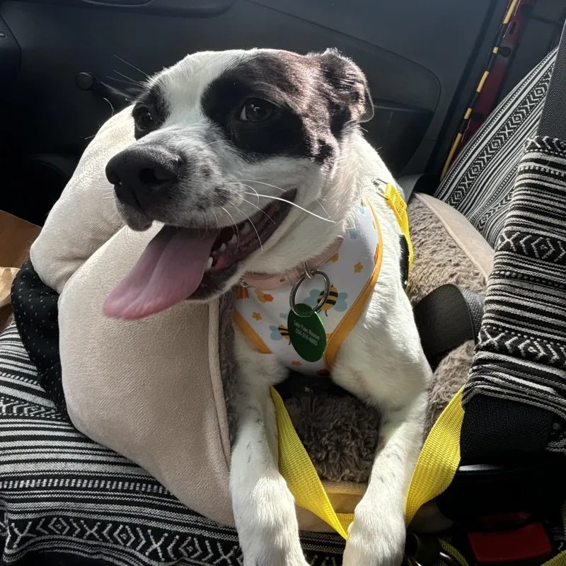 Elizabeth Taylor thumbnail 6