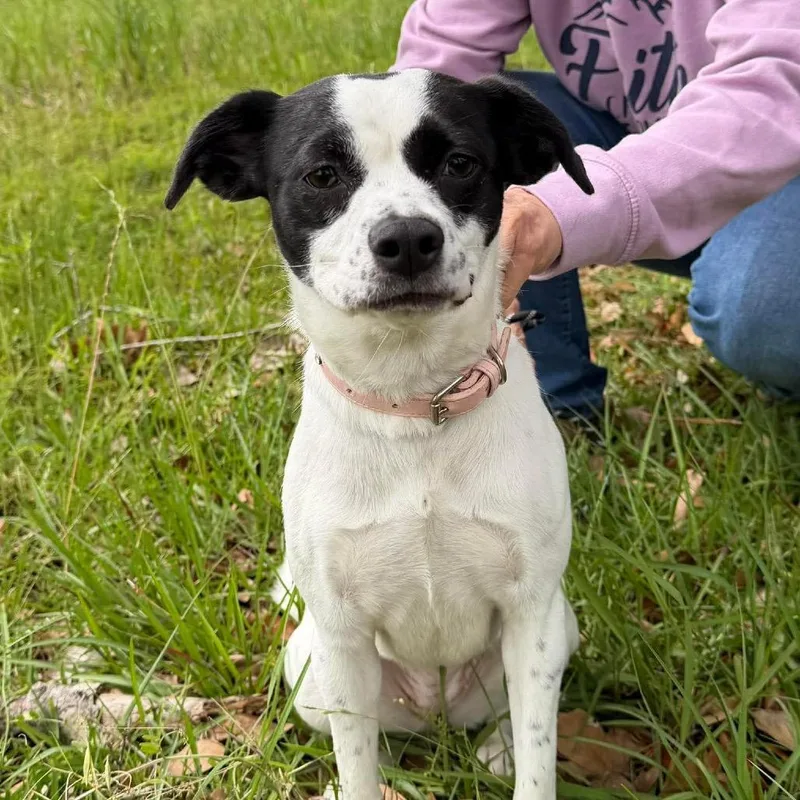 An adult small-sized female White / Cream Rat Terrier dog named Elizabeth Taylor for adoption in New Orleans, LA
