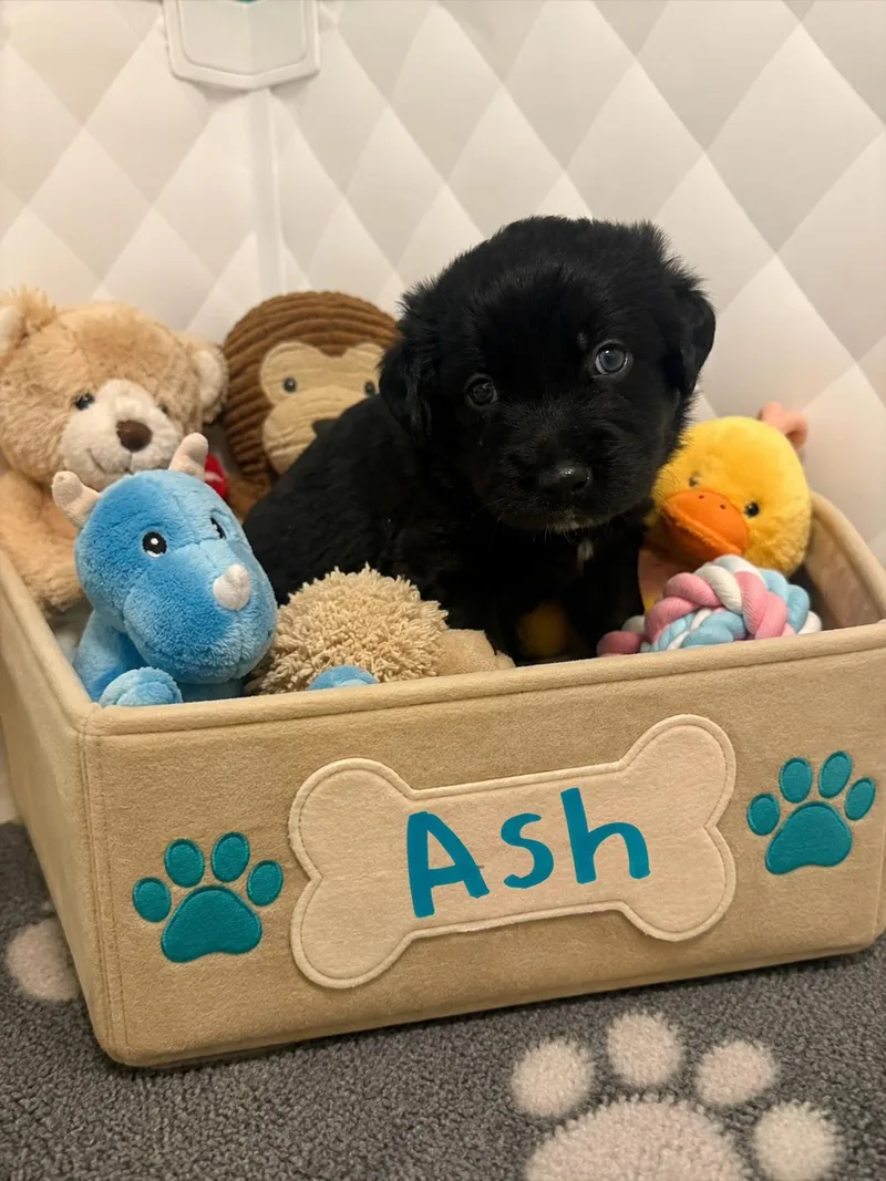 A young medium-sized male Australian Shepherd dog named Ash for adoption in Euless, TX