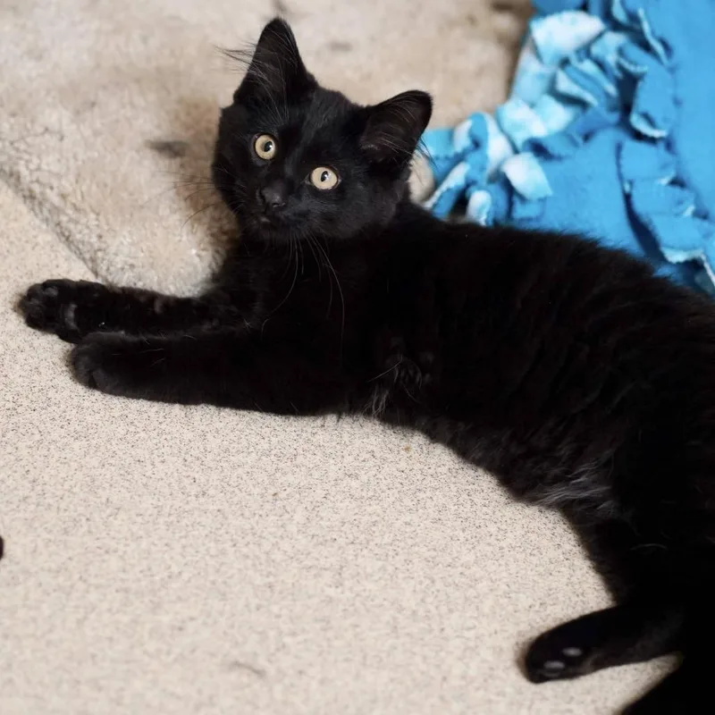 A baby small-sized male Black Domestic Long Hair cat named Sea Cucumber for adoption in Naperville, IL