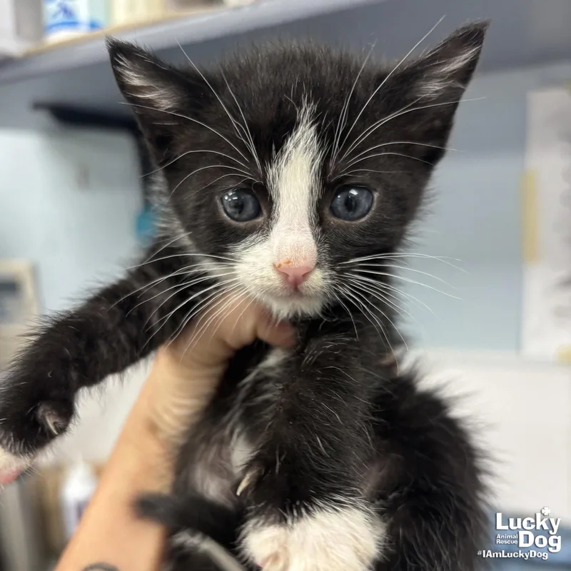 A baby medium-sized male Black & White / Tuxedo Domestic Short Hair cat named Frog for adoption in Washington, DC
