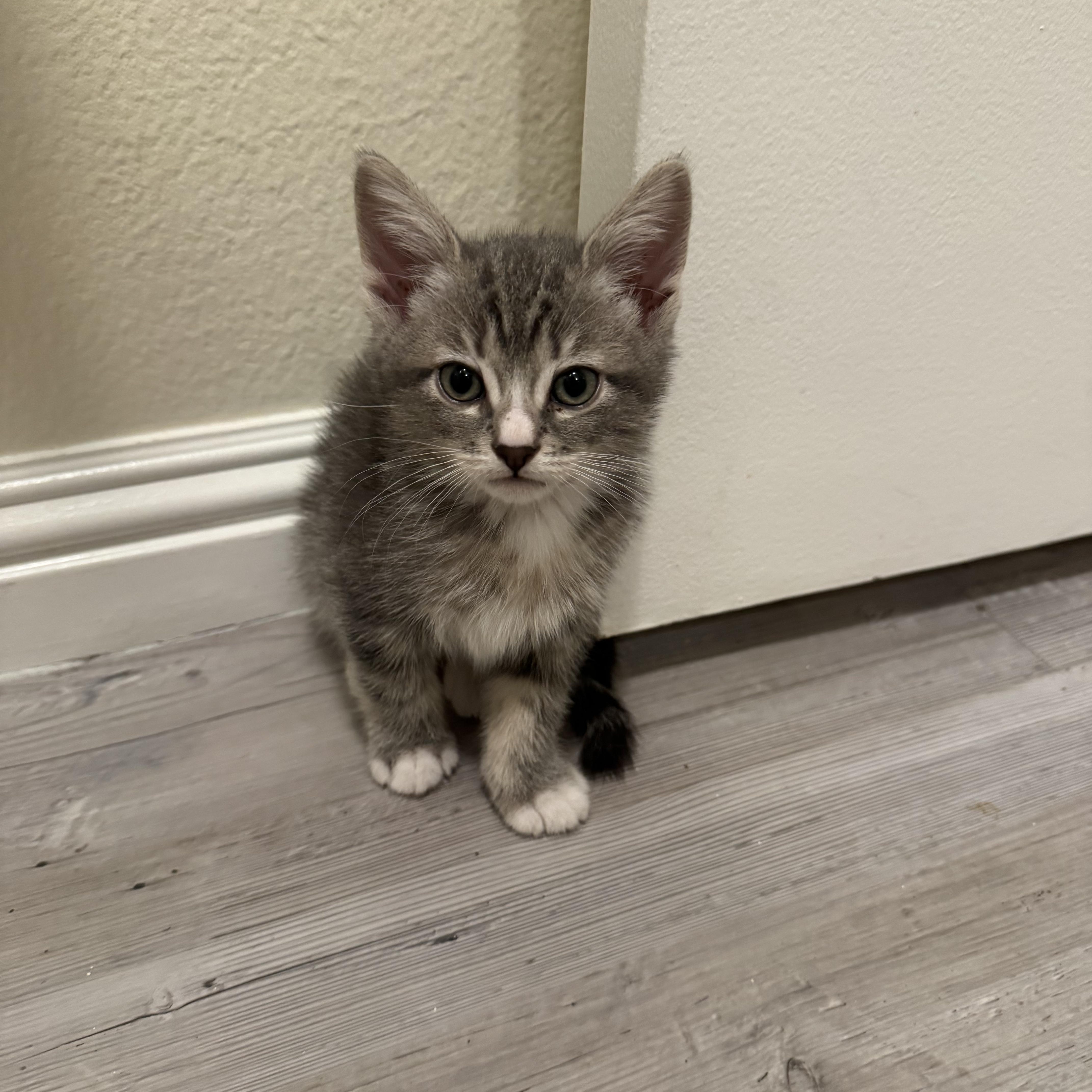 A baby medium-sized male Tabby cat named Draco for adoption in San Juan Capistrano, CA