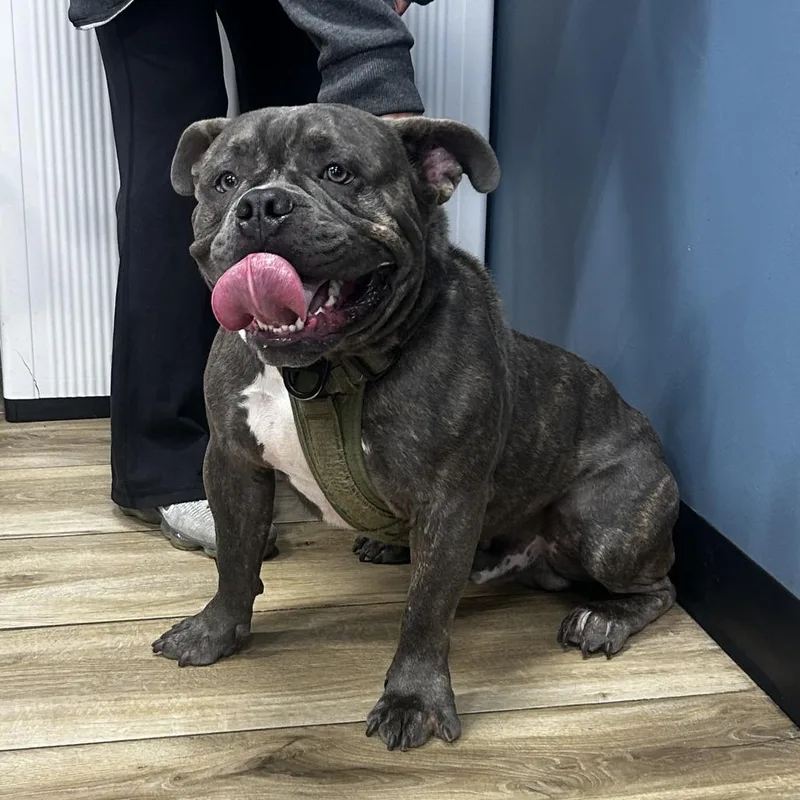 A young medium-sized male Brown / Chocolate American Staffordshire Terrier dog named Lore for adoption in Newark, NJ